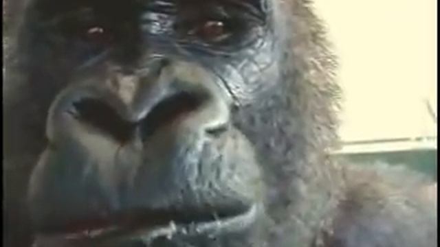 ОЛИВЕР ЕСТ ЯБЛОКО смотреть онлайн