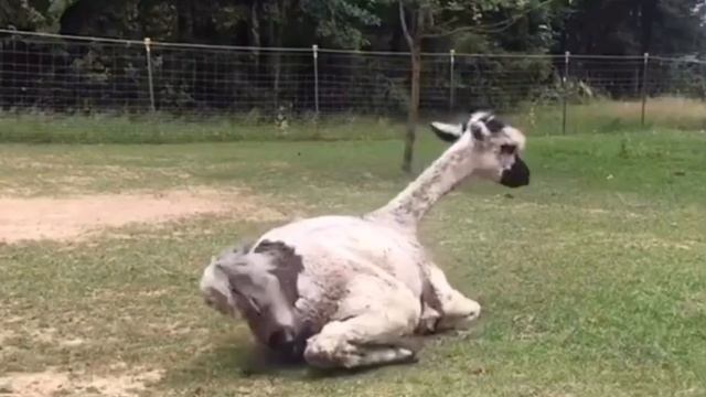 Alpaca giving birth, Travelling Vet смотреть онлайн