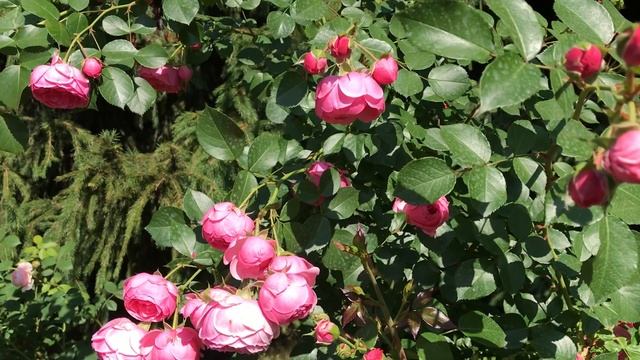 ГДЕ КУПИТЬ САЖЕНЦЫ РОЗ? смотреть онлайн