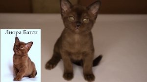 Питомник европейской бурмы «Bugsy Burma». Котята соболиного окраса. Помёт «Л»