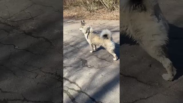 Прогулка с собакой смотреть онлайн