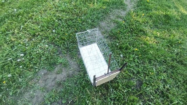 Живоловка в деле. как поймать кота смотреть онлайн