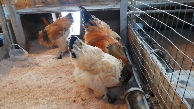 Брама плюсы и минусы породы