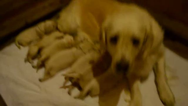 Щенки золотистого ретривера 10 дней смотреть онлайн