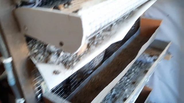 Экстремальный вылуп перепелов. Новый курятник. смотреть онлайн