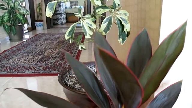 Цветочная лестница в моём доме(через год)... смотреть онлайн