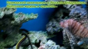 Ленточная мурена (риномурена)