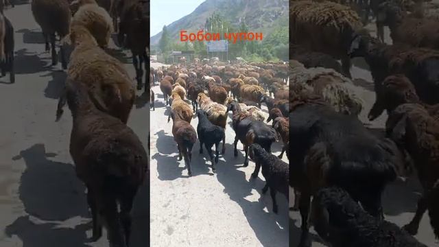 Вахдат ромит смотреть онлайн