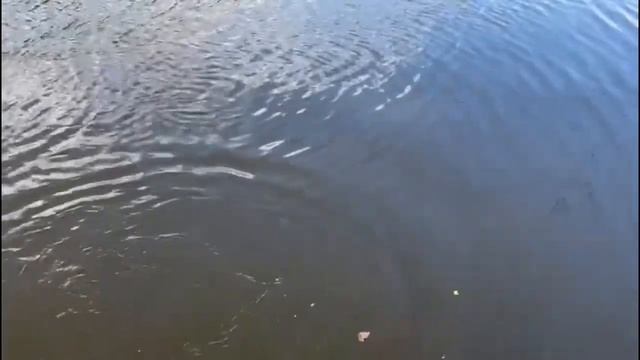 Поимки Красногорск рыбалка смотреть онлайн