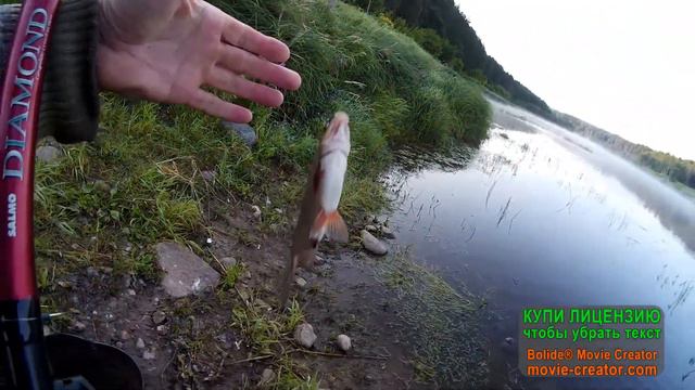 Рыбалка. Ловля плотвы в проводку.Даугава.Двина. смотреть онлайн