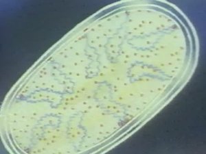 Биология. Учебные фильмы по биологии. Жизнь клетки