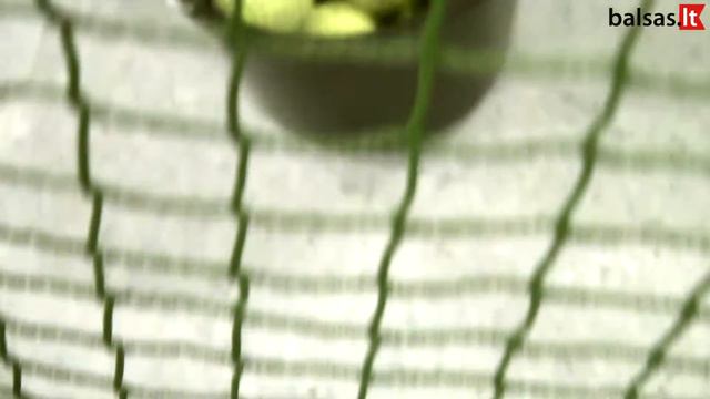 Beisbolo treniruotė смотреть онлайн