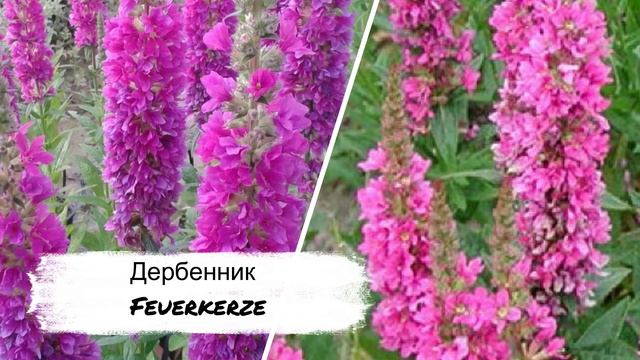 ПОСАДИТЕ многолетний ЦВЕТОК,который обильно цветет ВСЕ ЛЕТО!/Дербенник смотреть онлайн