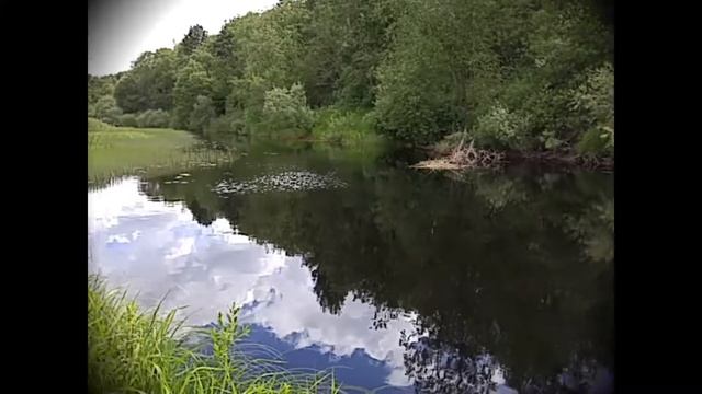 пойман Окунь на реке Шелонь прямо в поселке Дедовичи Псковская область смотреть онлайн