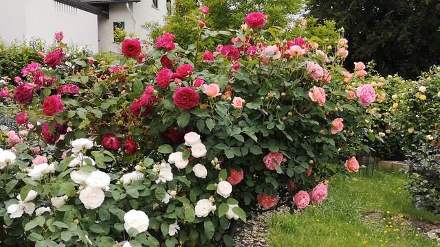 Мой розовый рай)) - 1 смотреть онлайн