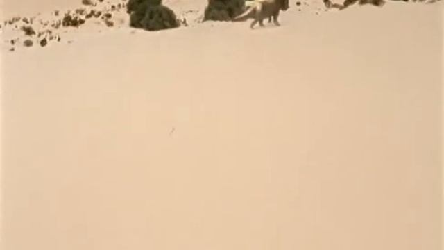 Inostrancevia Vs Scutosaurus -  Иностранцевия против Скутозавра [RUS]