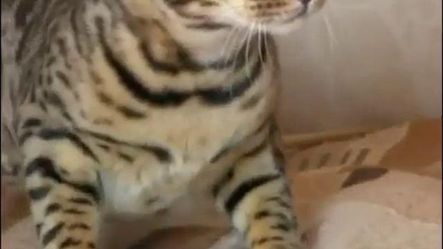 Бенгальская кошка описание породы, уход смотреть онлайн