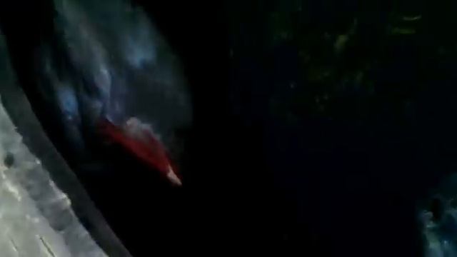 петух плавает ))) смотреть онлайн