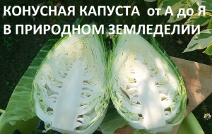 Конусная капуста от А до Я.