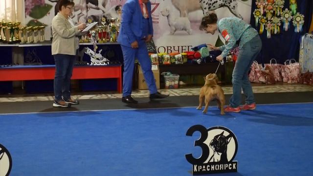 Американский булли (покет, стандарт), Красноярск, 07.05.2022 смотреть онлайн