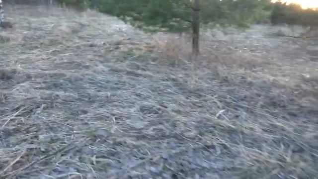 Второй год медового конвейера. Из посеянных медоносов видны только розетки синяка.. смотреть онлайн