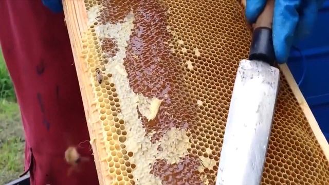 Как пчелы делают мёд. Откачка мёда. Сбор мёда смотреть онлайн