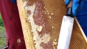 Как пчелы делают мёд. Откачка мёда. Сбор мёда