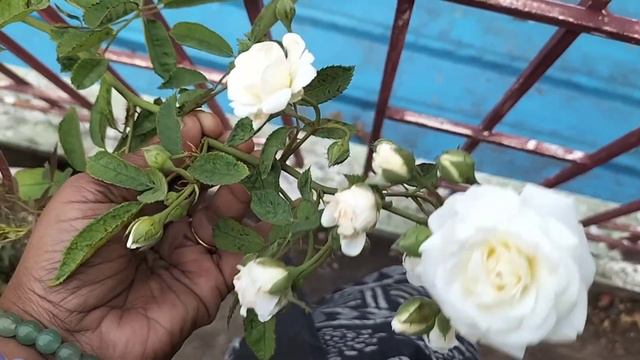 Difference Between Prosperity Rose And Summersnow Rose