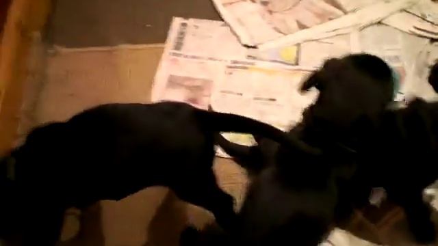 Weimaraner Mix Puppies смотреть онлайн