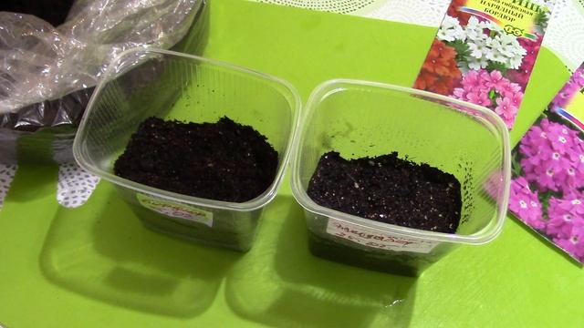 Посев вербены на рассаду. Основные этапы подготовки семян перед посевом. Первые всходы. смотреть онлайн