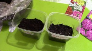 Посев вербены на рассаду. Основные этапы подготовки семян перед посевом.  Первые всходы.