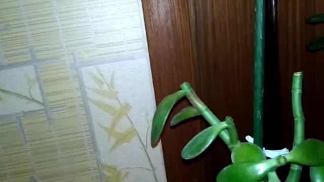 ФОРМИРОВАНИЕ КРОНЫ ДЕНЕЖНОГО ДЕРЕВА.МОИ КРАССУЛЫ. смотреть онлайн