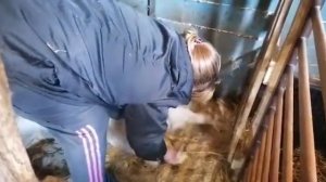 Очень сложный окот козы!!!/ коза первокотка/ осложнения при окоте