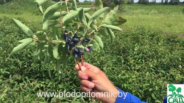 Жимолость съедобная сорт Югана смотреть онлайн