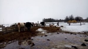 Кормление месячных телят