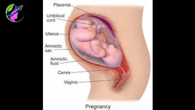 Placenta/Anterior, Posterior,Fundal,Left Lateral,Right Lateral,Previa?Amniotic Fluid Adequate? смотреть онлайн