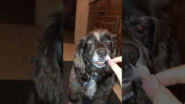 The dog catcher trick смотреть онлайн