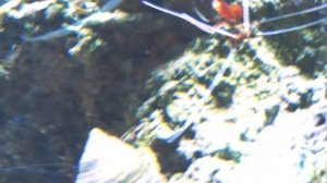 Океанариум Риф  в Анапе, прогулка по океанариуму!