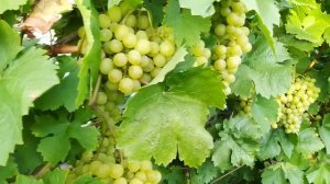Уральский виноград  сорта "Алёшенькин". Предварительные итоги урожая 2021 года.