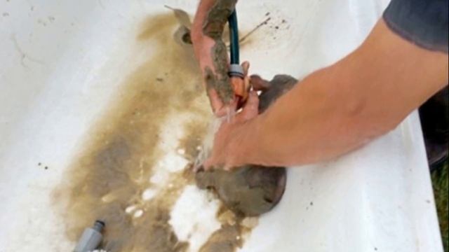 Люди нашли в грязи маленькое животное и когда отмыли его их ждал сюрприз смотреть онлайн