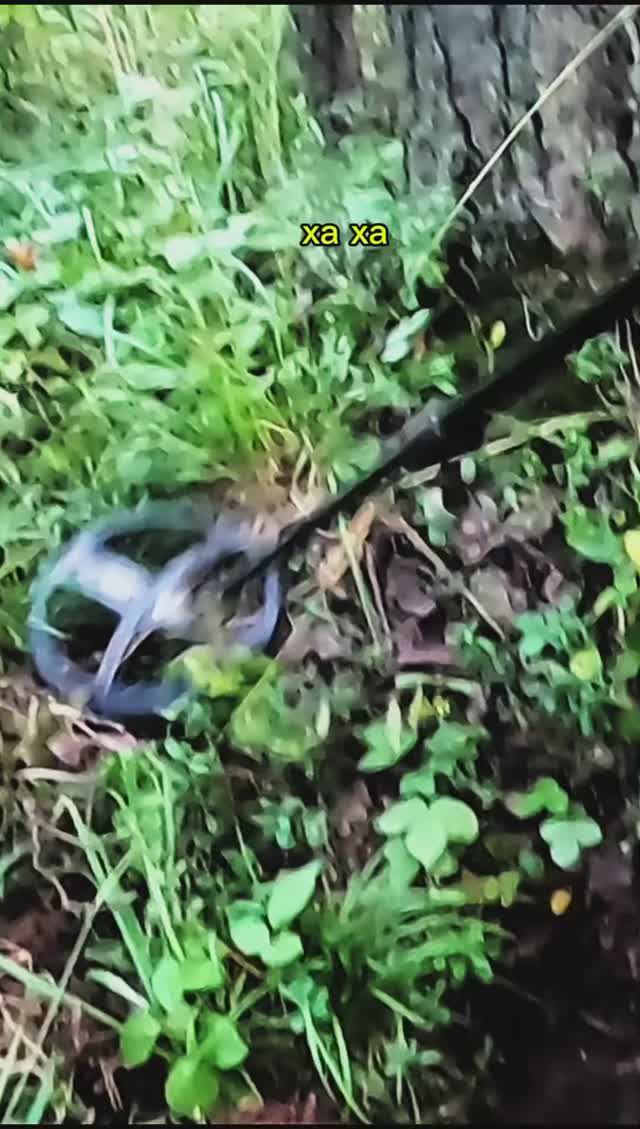 Сигнал под деревом-куча металла! смотреть онлайн