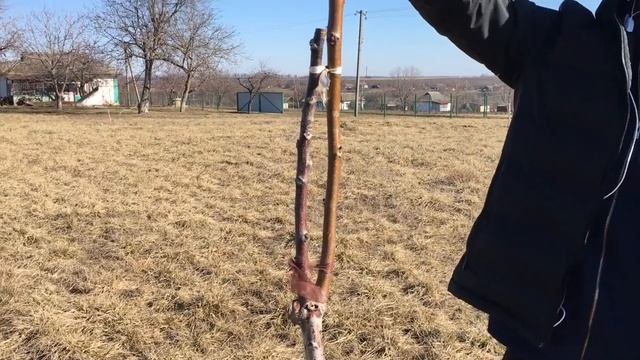 Обрезка грецкого ореха. Формирующая обрезка смотреть онлайн