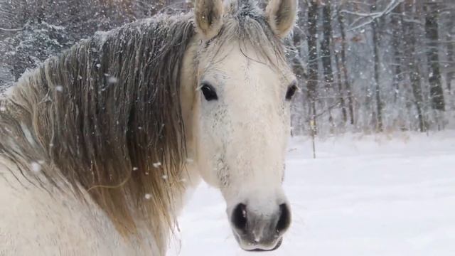 Russian Folk Song ''Oh, Frost, Frost''. Русская народная песня ''Ой, мороз, мороз'' смотреть онлайн