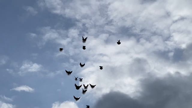 Николаевские голуби Воронежская область смотреть онлайн