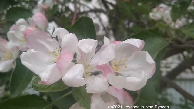 Яблоня в цвету, май 2021 (видео Levuarden) смотреть онлайн