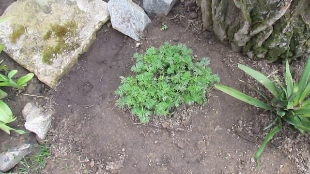 Вихопила юку, бересклет та гортензію на ринку за копійки! Висадка саджанців, огляд саду. смотреть онлайн