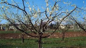 Слива Медовая