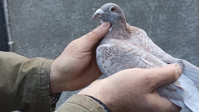 ПОЧТОВЫЕ ГОЛУБИ. ЛИЧНО О КАЖДОМ смотреть онлайн