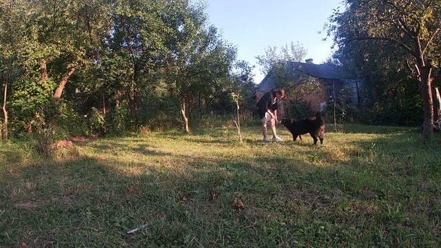 Мокрая экзема у собак или мокнущая экзема у собак | Лечение смотреть онлайн