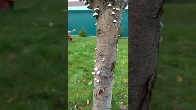 Грибок на Яблоне.#яблоня #обработка#посадка #хайпсад #уходзасадом1#озеленение #пересадка#обрезкасад смотреть онлайн